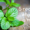 There's more to mint than you think!